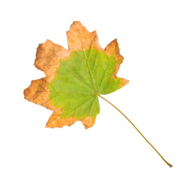 Beautiful leaf isolated on white. Autumn season