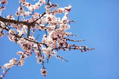 Photo of Closeup view of blossoming apricot tree on sunny day outdoors. Springtime