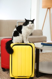 Photo of Cute cat sitting on suitcase in living room