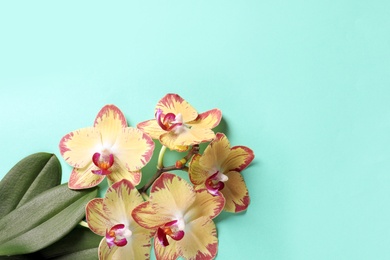 Photo of Beautiful orchid flowers with leaves on color background, top view with space for text. Tropical plant