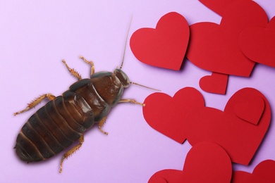 Image of Valentine's Day Promotion Name Roach - QUIT BUGGING ME. Cockroach and paper hearts on lilac background, flat lay 