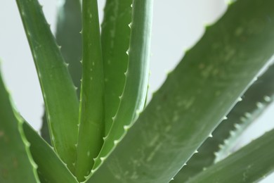 Photo of Beautiful green aloe vera plant on white background, closeup