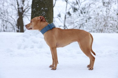 Photo of Cute ginger dog in snowy park on winter day