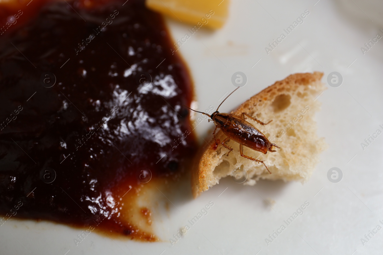 Photo of Cockroach and food leftovers on plate, closeup