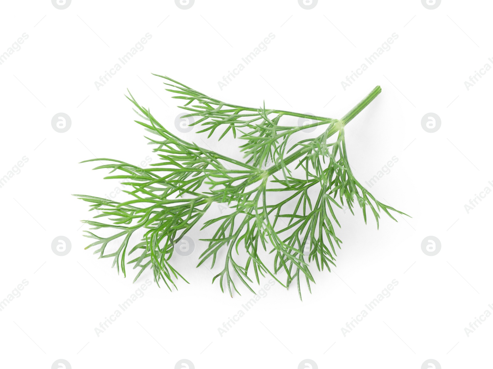 Photo of Sprig of fresh dill isolated on white, top view