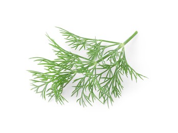 Sprig of fresh dill isolated on white, top view