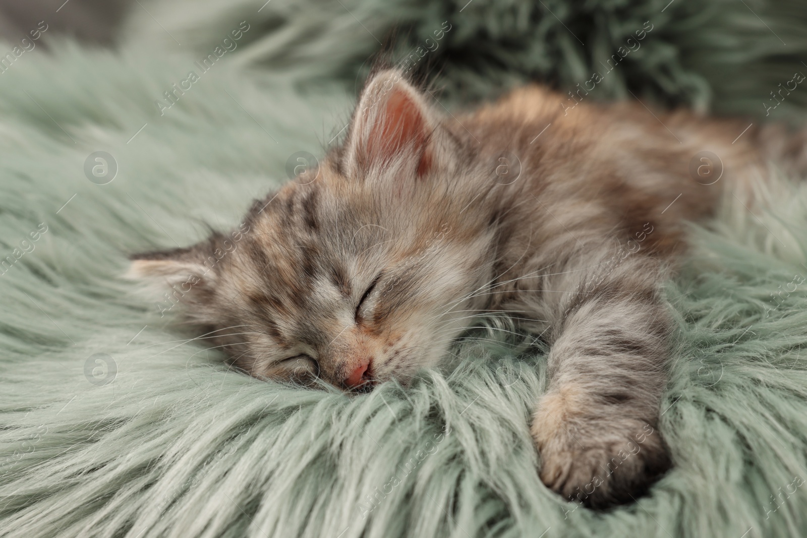 Photo of Cute kitten sleeping on fuzzy rug. Baby animal