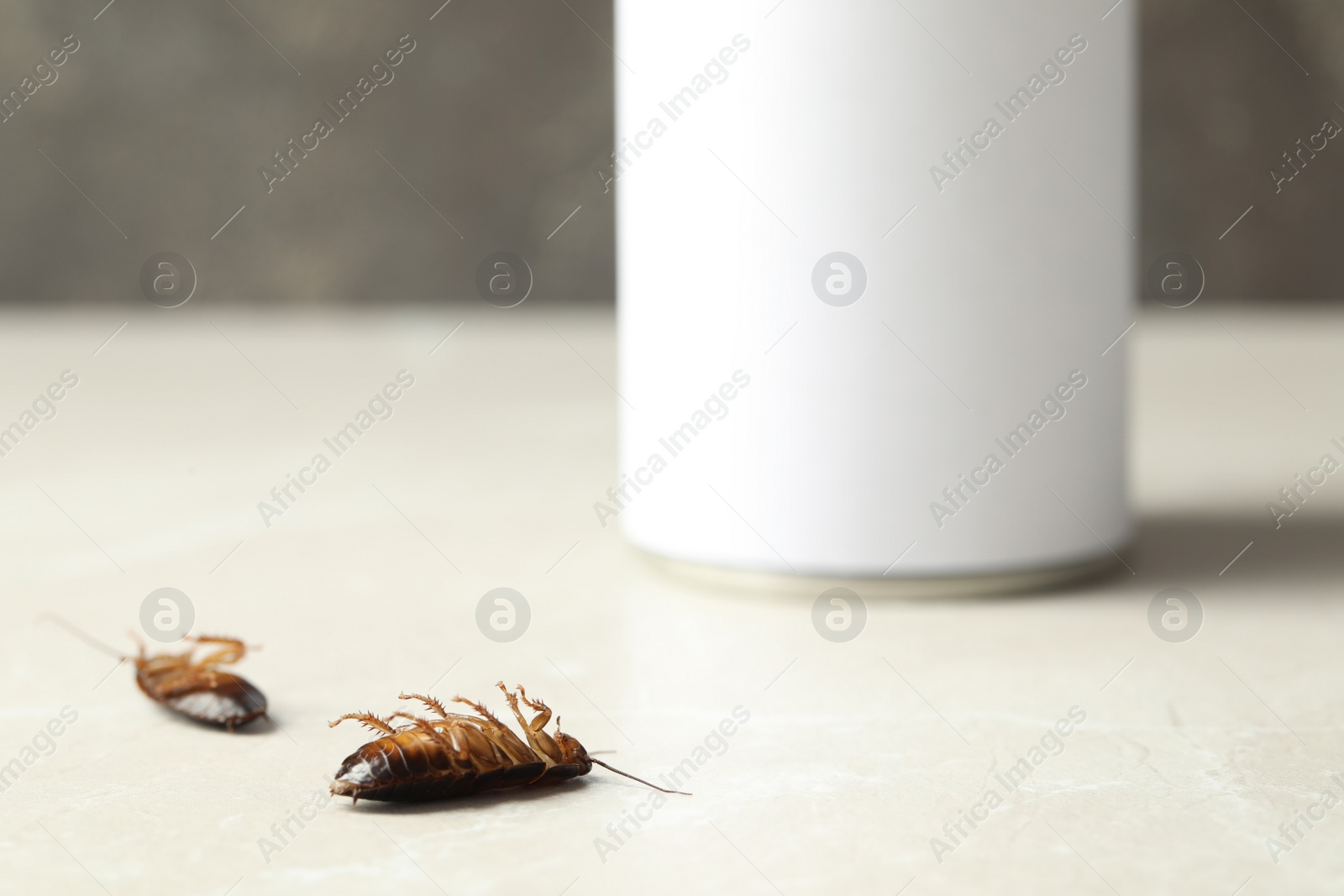 Photo of Dead brown cockroaches on light grey marble background, closeup. Pest control