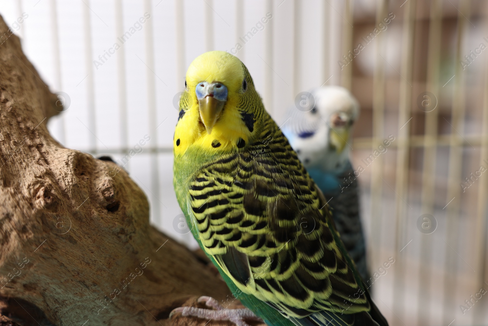 Photo of Beautiful bright parrots on branch. Exotic pets