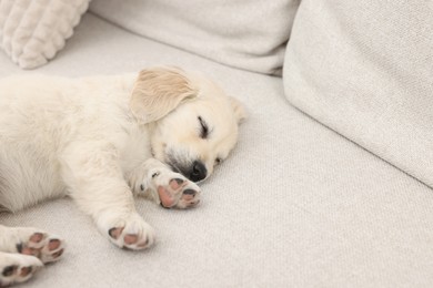 Photo of Cute little puppy sleeping on couch. Space for text