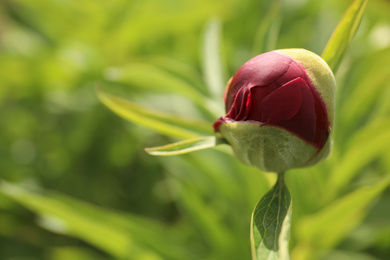 Beautiful red peony bud outdoors on spring day, closeup