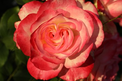 Photo of Beautiful blooming pink rose outdoors on sunny day, closeup