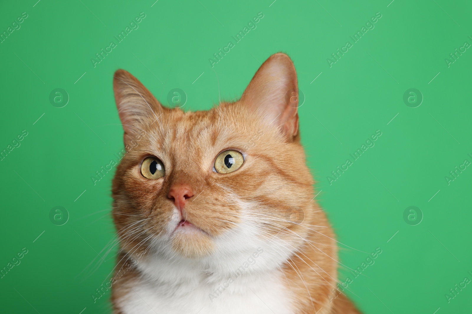 Photo of Cute ginger cat on green background. Adorable pet
