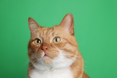 Photo of Cute ginger cat on green background. Adorable pet