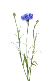 Photo of Beautiful blooming blue cornflower isolated on white