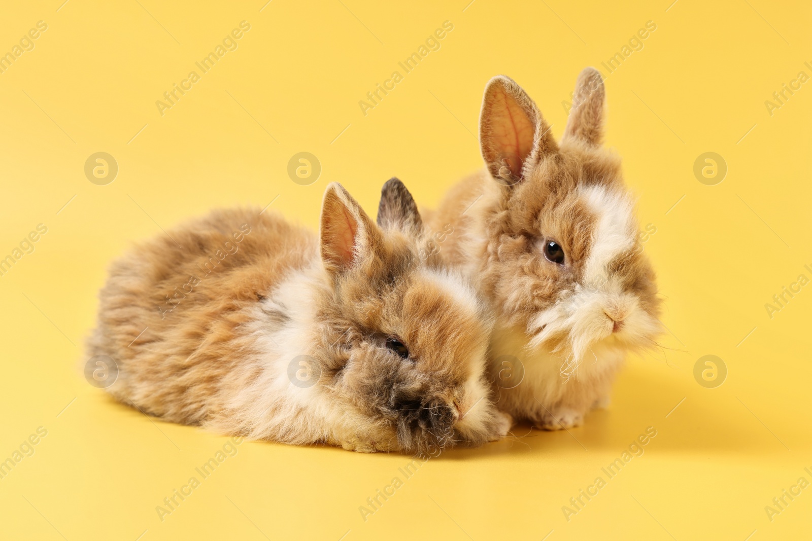 Photo of Cute little rabbits on yellow background. Adorable pet