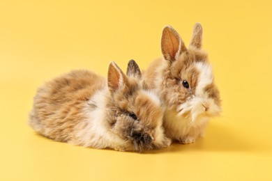 Photo of Cute little rabbits on yellow background. Adorable pet