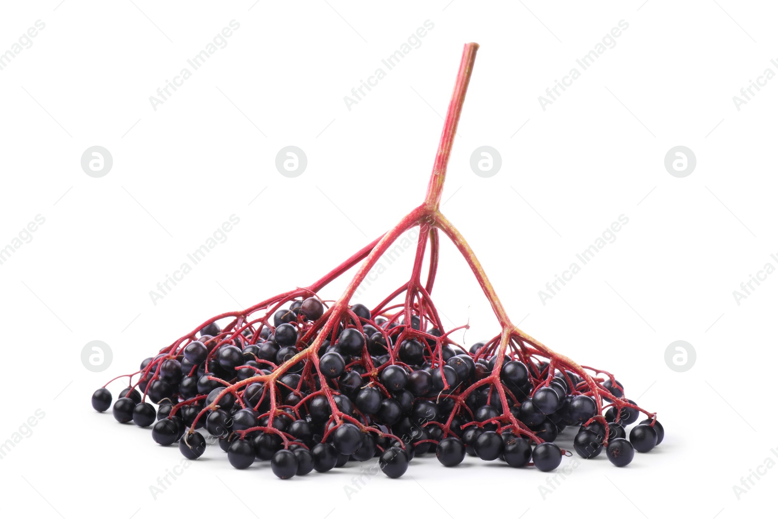 Photo of Bunch of ripe elderberries on white background