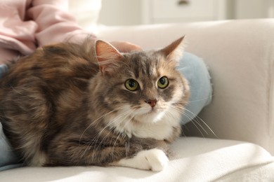 Photo of Cute little girl with cat in armchair at home, closeup. First pet