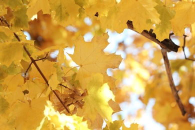 Bright leaves on sunny autumn day, outdoors