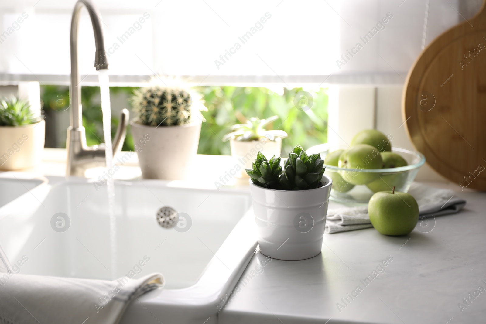 Photo of Beautiful potted plants on countertop near window in kitchen
