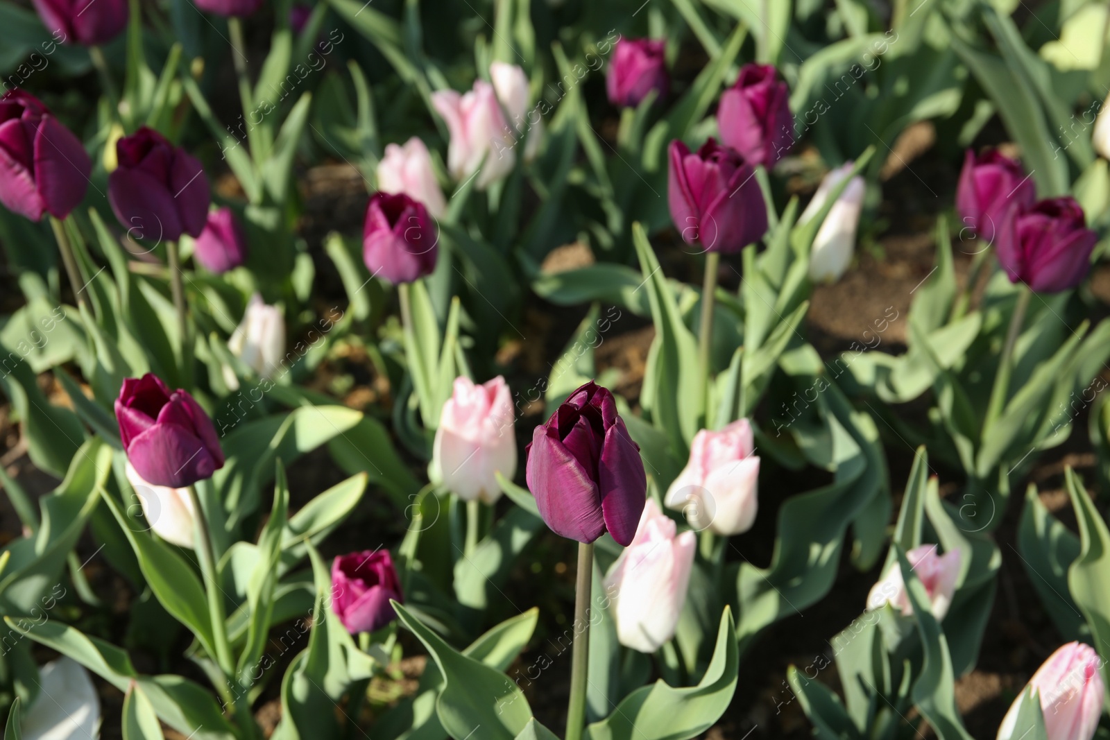 Photo of Beautiful blooming tulips outdoors on sunny day