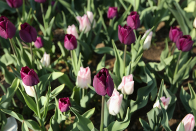 Photo of Beautiful blooming tulips outdoors on sunny day