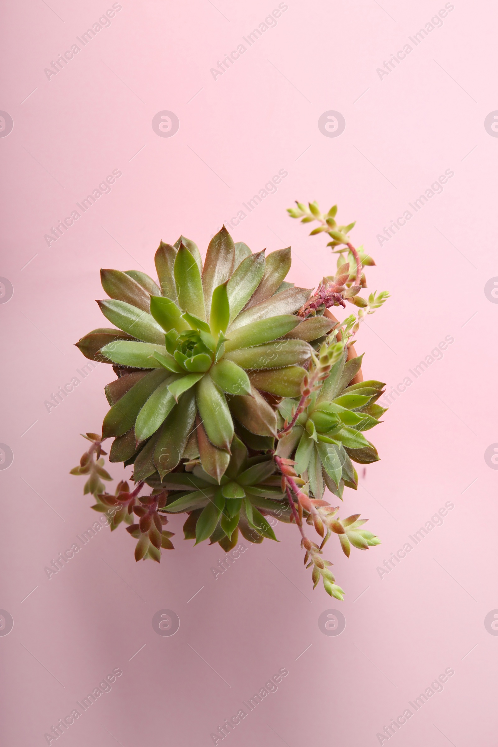 Photo of Beautiful echeveria on pink background, top view. Succulent plant