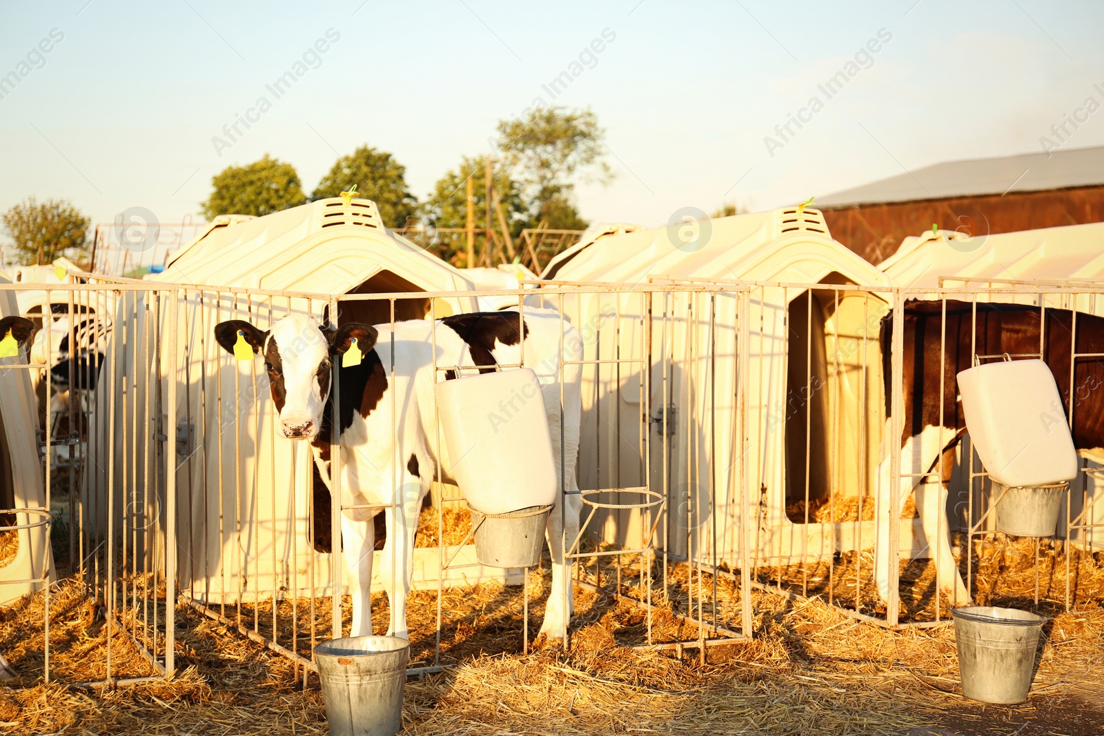 Photo of Pretty little calf near fence on farm. Animal husbandry