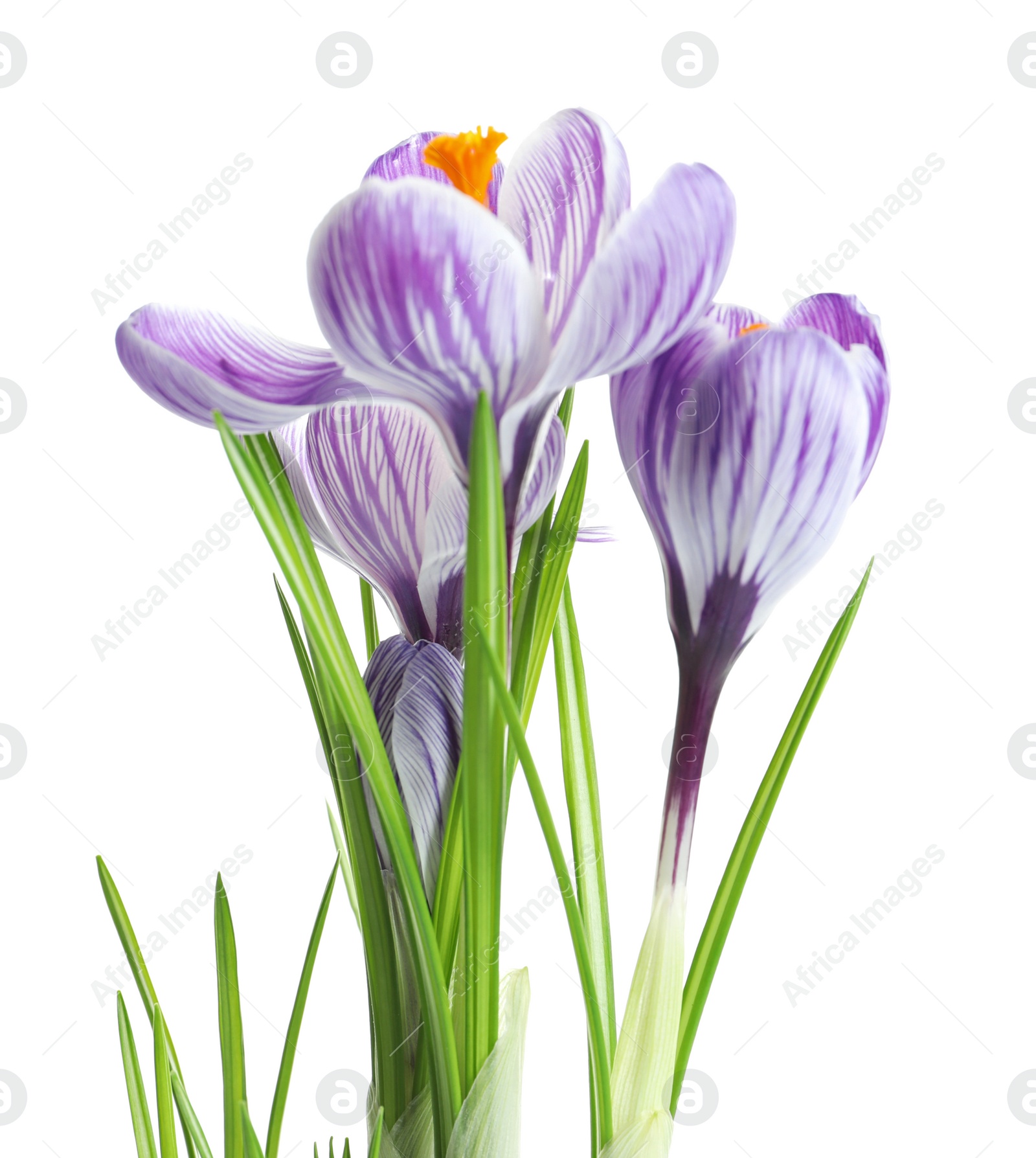 Photo of Beautiful spring crocus flowers on white background