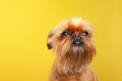 Photo of Studio portrait of funny Brussels Griffon dog on color background