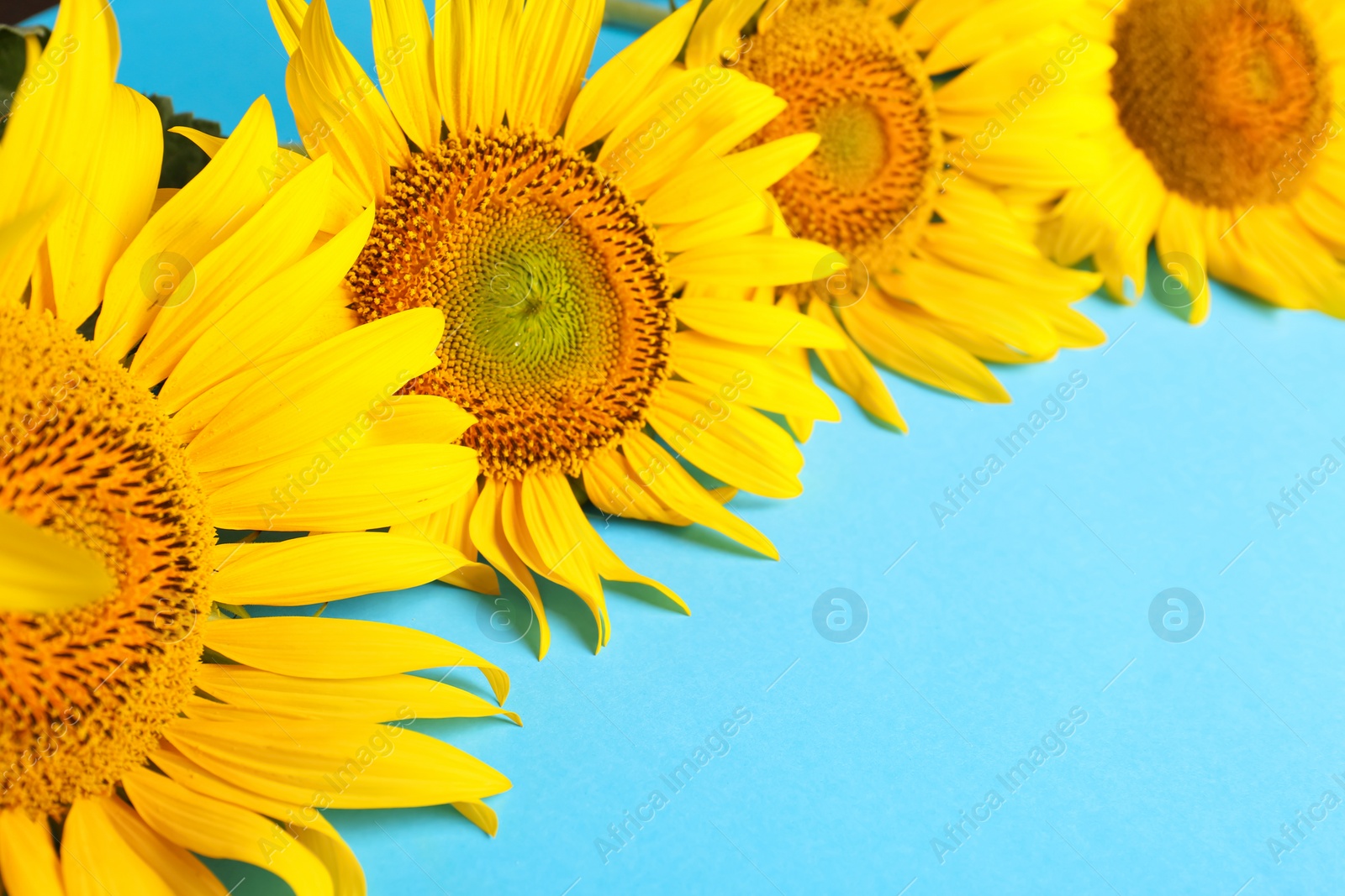 Photo of Beautiful bright sunflowers on light blue background, closeup