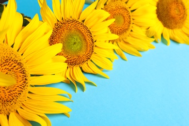 Photo of Beautiful bright sunflowers on light blue background, closeup