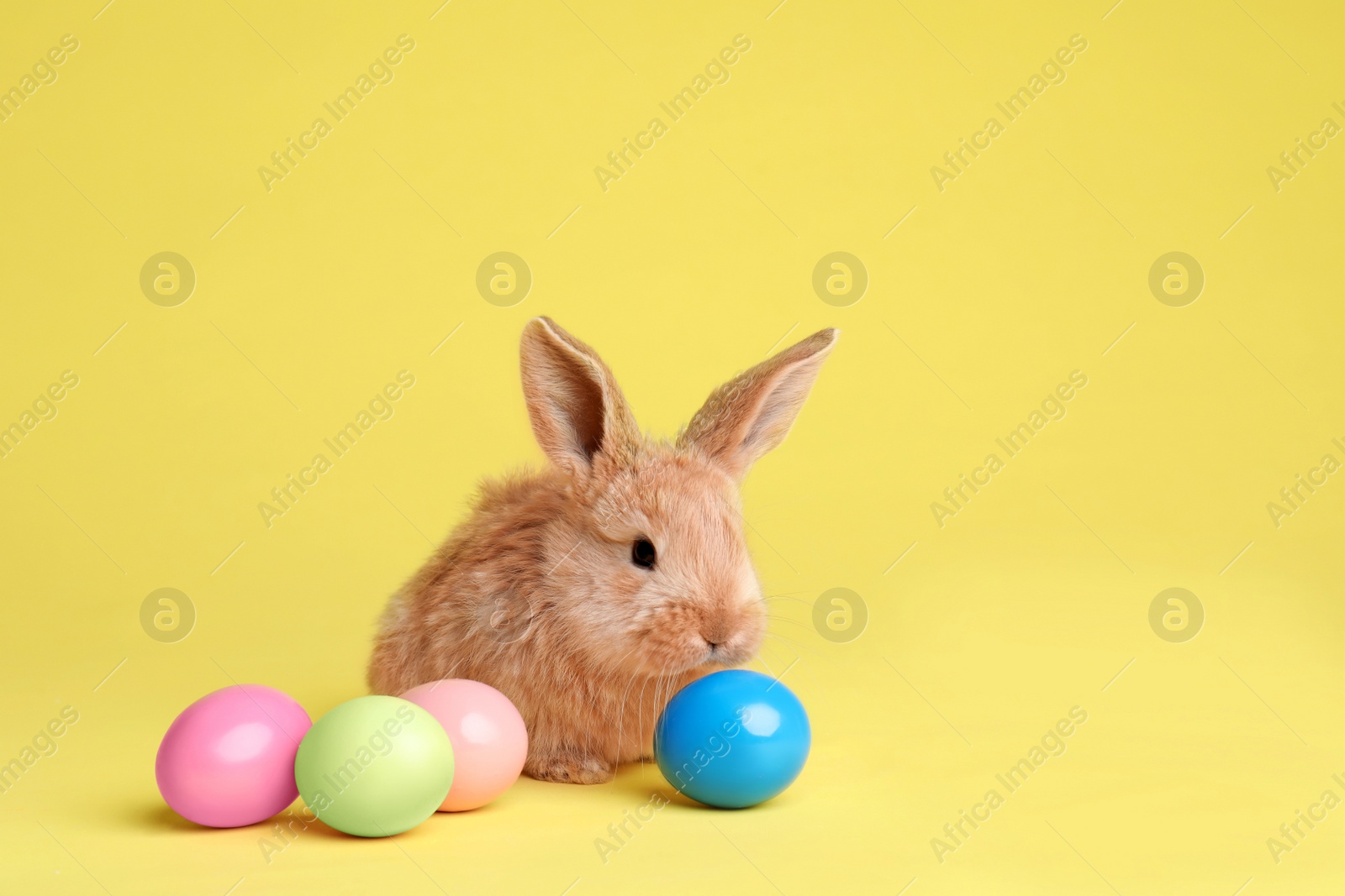 Photo of Adorable furry Easter bunny and dyed eggs on color background, space for text