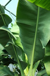 Banana tree with green leaves growing outdoors, closeup