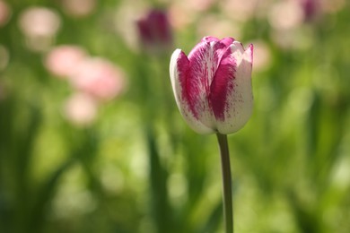 Photo of Beautiful bright tulip growing outdoors on sunny day, closeup. Space for text