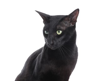 Adorable black cat with green eyes on white background. Lovely pet