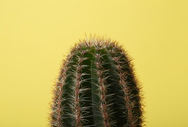 Photo of Beautiful green cactus on yellow background, closeup. Tropical plant