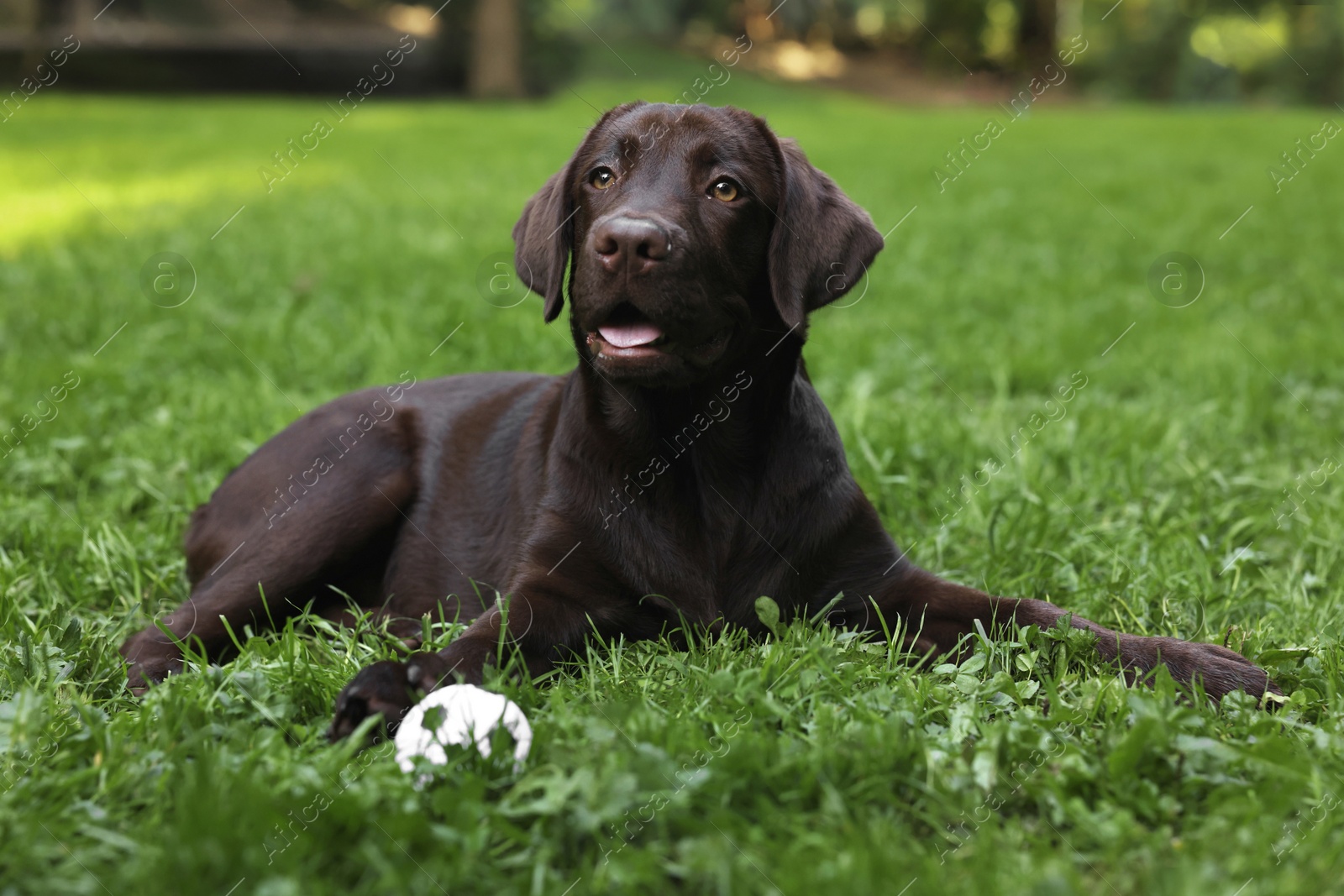 Photo of Adorable Labrador Retriever dog with ball on green grass in park