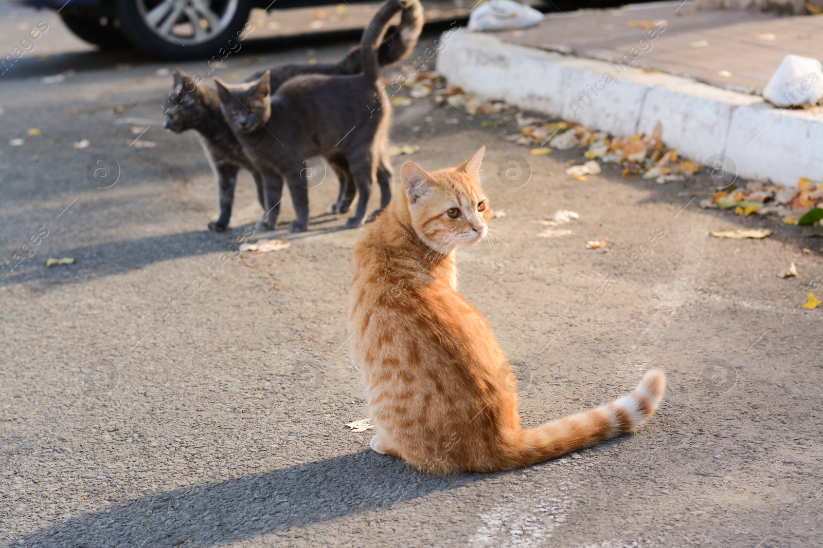 Photo of Lonely stray cats on asphalt outdoors. Homeless pet