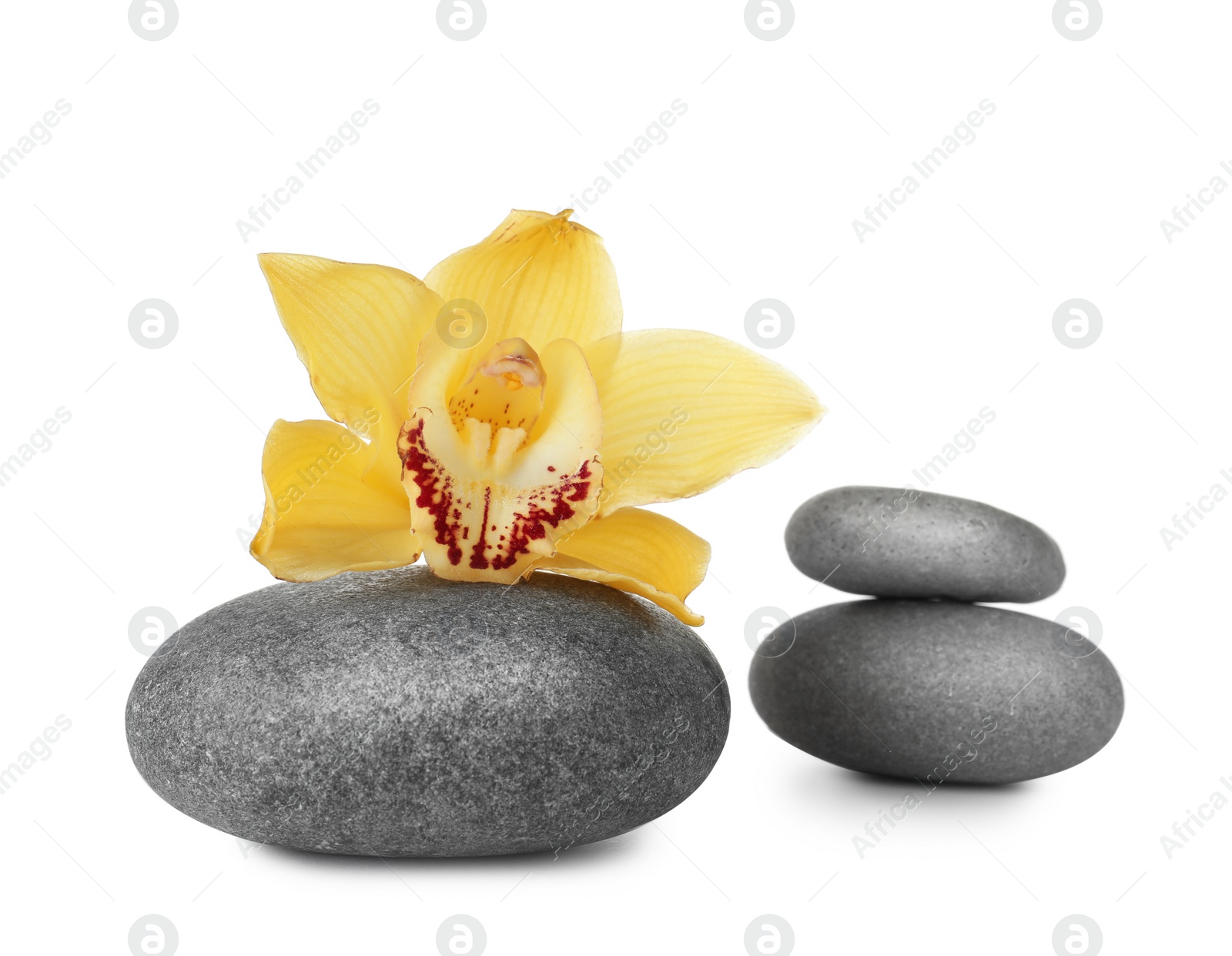 Photo of Spa stones and beautiful orchid on white background