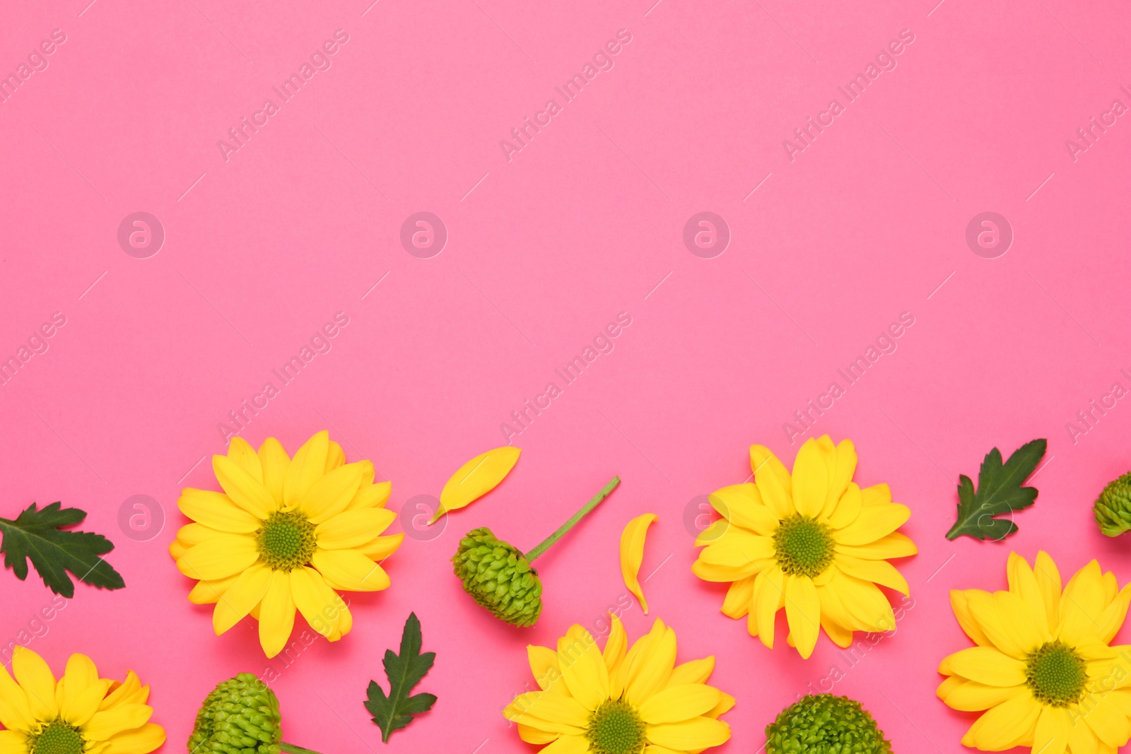 Photo of Beautiful chrysanthemums with leaves on pink background, flat lay. Space for text