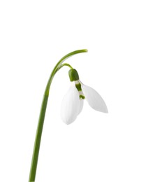 Photo of Beautiful snowdrop isolated on white. Spring flowers