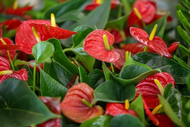 Photo of Blooming red anthurium flowers, closeup. Tropical plant