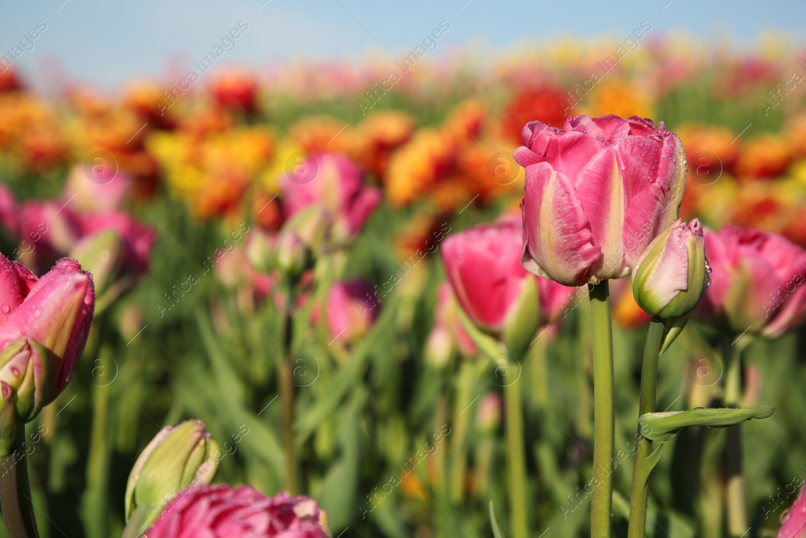 Photo of Beautiful pink tulip flowers growing in field on sunny day, closeup