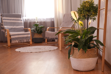 Photo of Beautiful potted plants in stylish room interior. Design elements