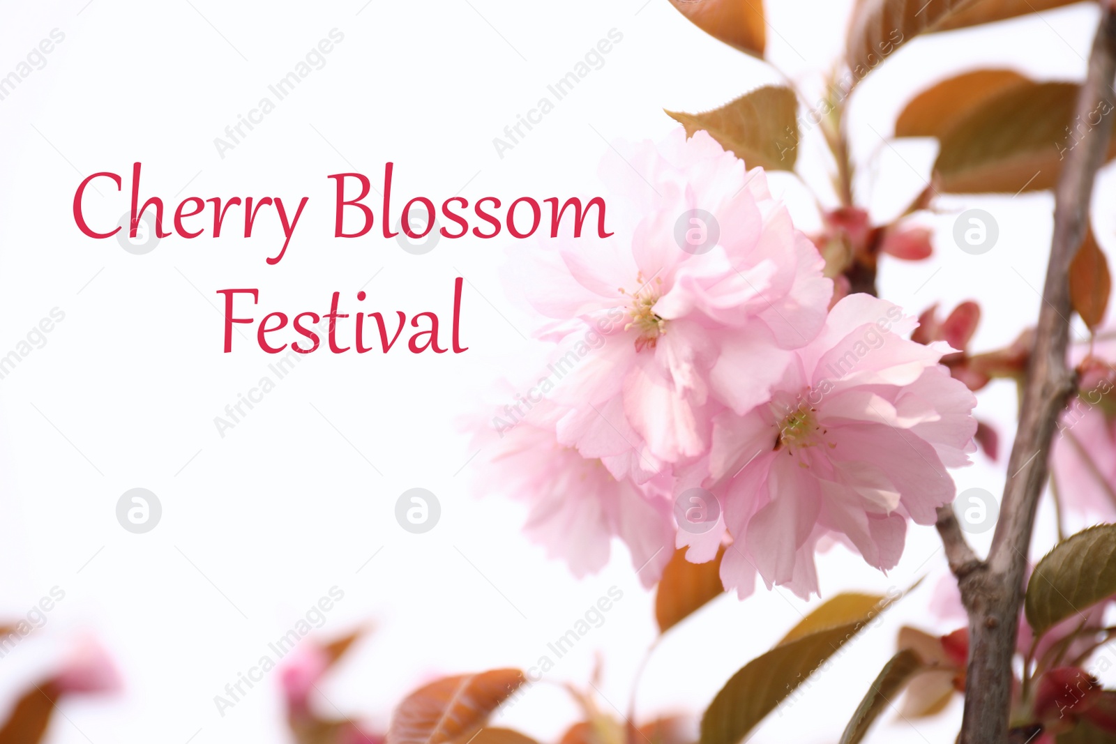 Image of Cherry Blossom Festival. Beautiful blossoming pink sakura tree outdoors