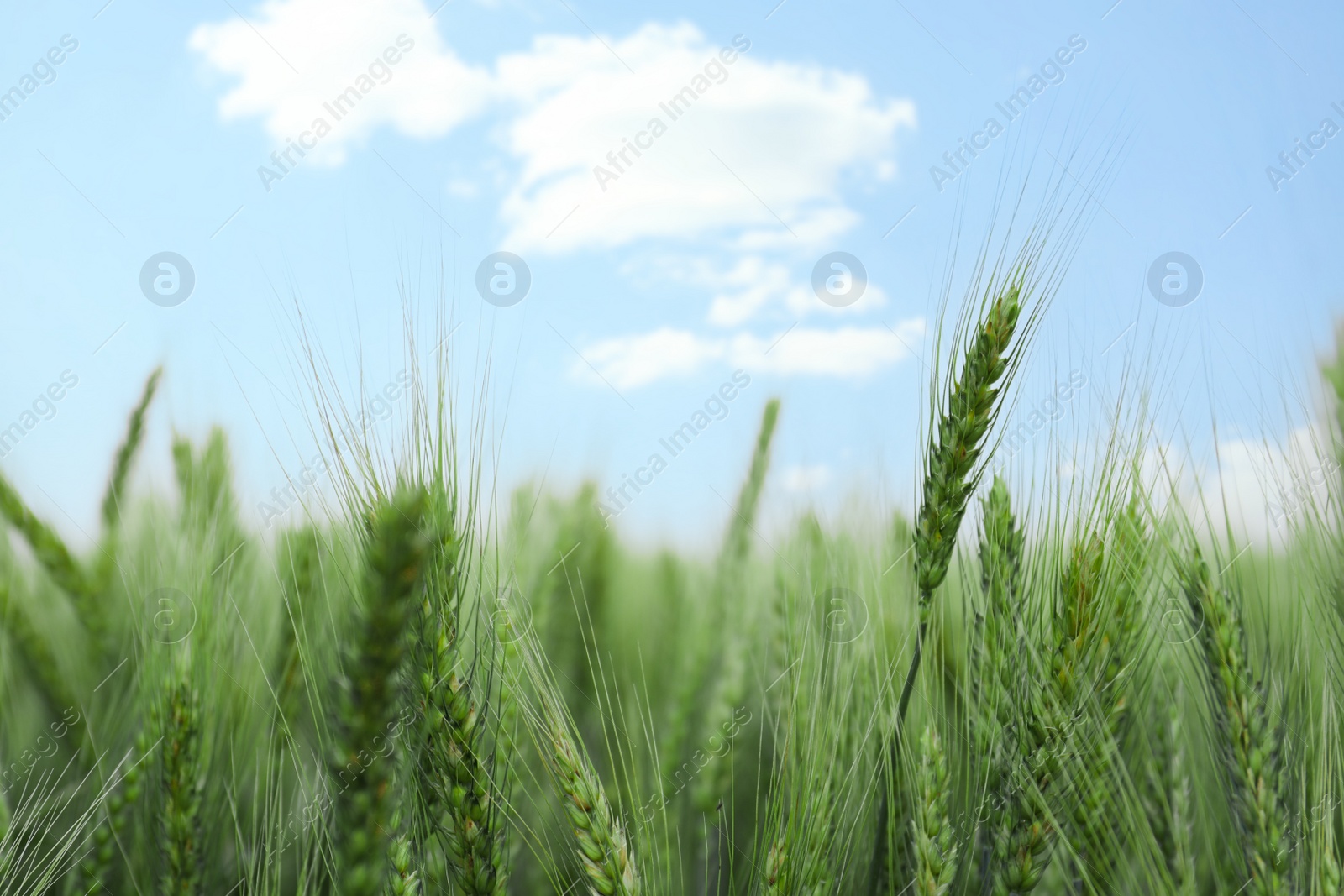 Photo of Beautiful view of field with ripening wheat, closeup