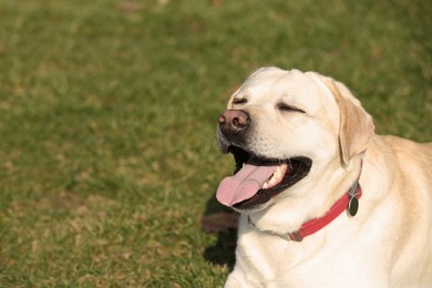 Happy yellow Labrador lying on green grass outdoors. Space for text