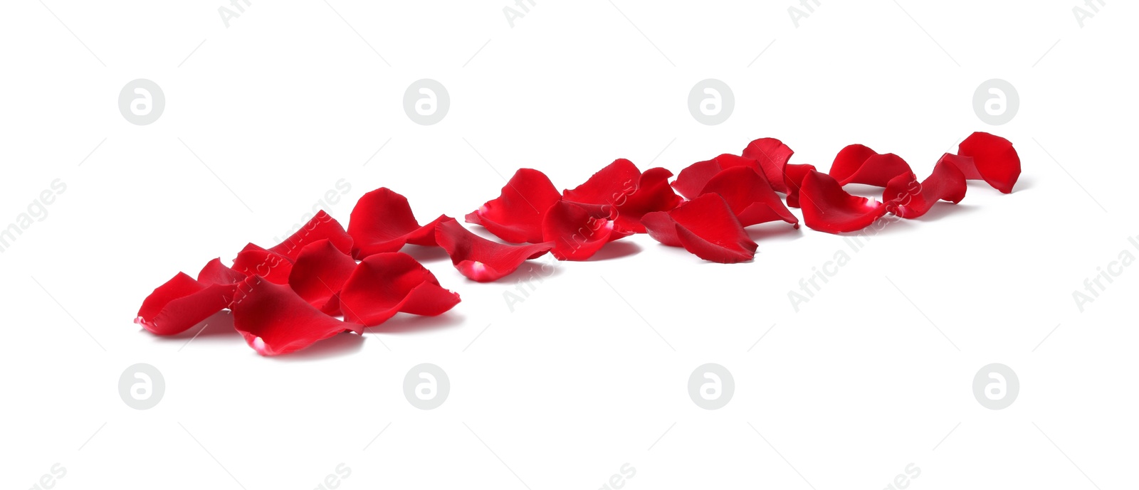 Photo of Beautiful red rose petals on white background